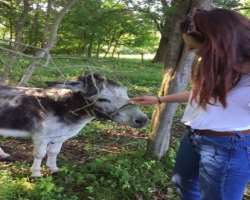 She has unconditional love for animals and loves to be around them whenever she has some leisure time.
